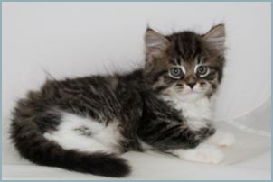 Female Siberian Kitten from Deedlebug Siberians